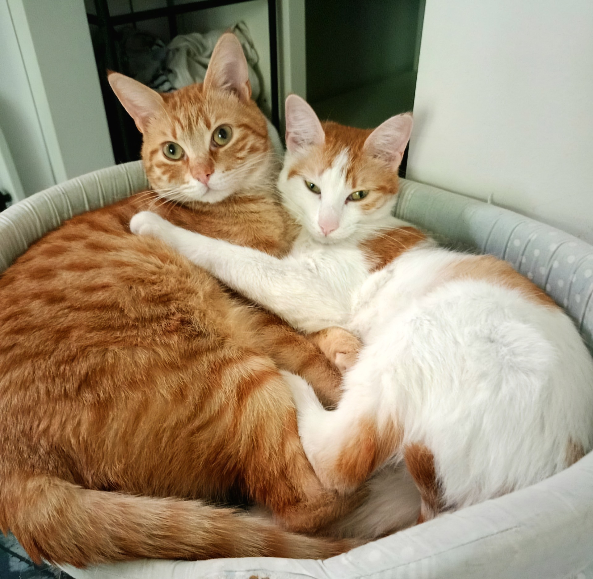 Julia & Psiras (reserviert)