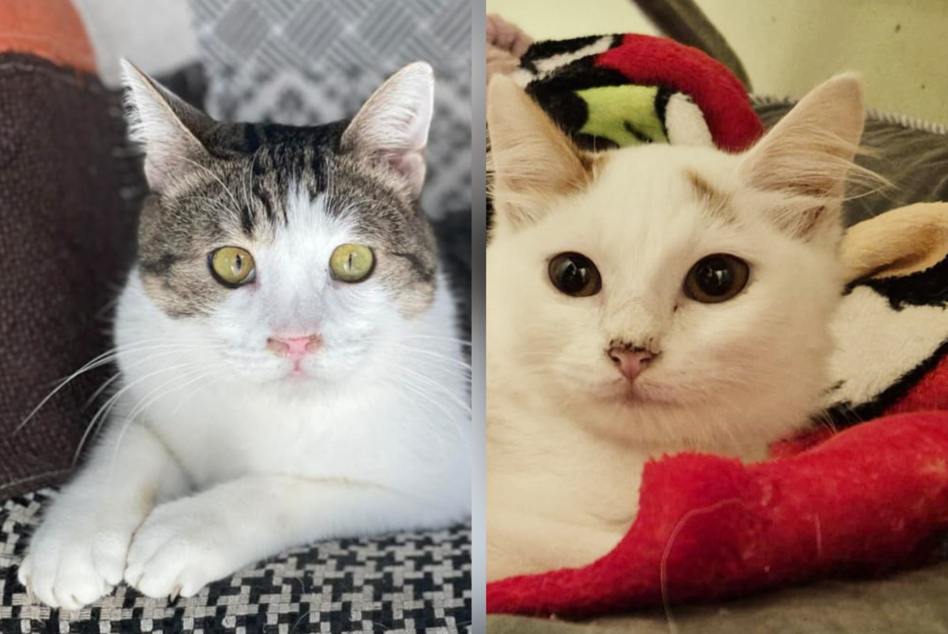 Angel & Romeo